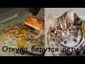 Малыши 2017. Baby animals