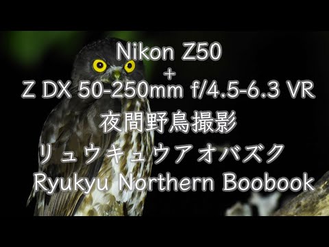 【ASMR カエルの声、虫の声】Nikon Z50＋Z DX 50-250mm f/4.5-6.3 VRで夜間野鳥撮影 リュウキュウアオバズク Ryukyu Northern Boobook
