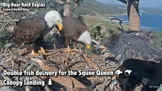 Big BearDouble Fish Delivery For The Squee QueenCanopy Landing20220616