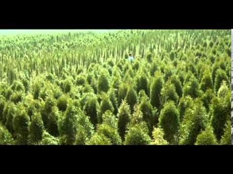 Peach Tree [OST.] - YouTube
