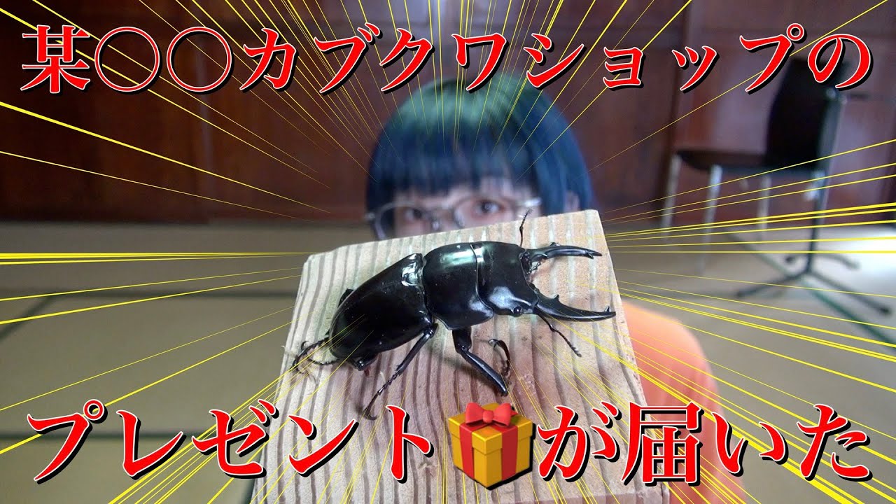 カブクワオタク 珍しいカブクワから高額種まで販売している某〇〇ショップから昆虫が来