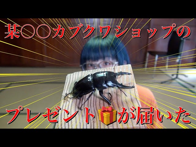 カブクワオタク 珍しいカブクワから高額種まで販売している某〇〇ショップ