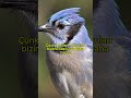 Fırtınadan Önce Kuşlar Neden Kaybolur? | Bilimsel Gerçek! #keşfet