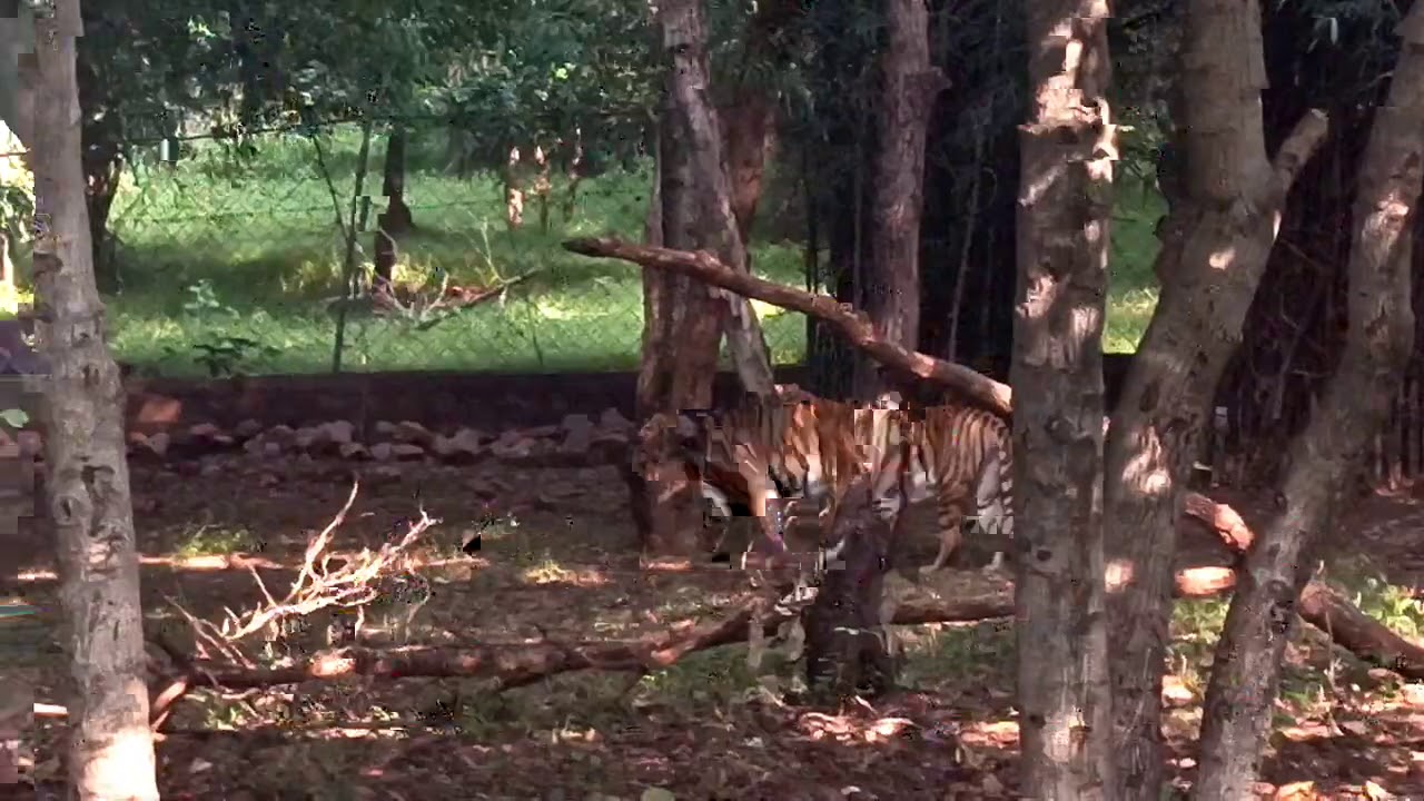 Bhopal Day Out | Upper Lake | Van Vihar National Park | Bhopal City Of ...