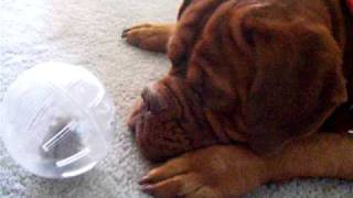 Dogue de bordeaux vs hamster in ball by naturepeaceluv1 4,392 views 13 years ago 3 minutes, 23 seconds