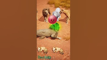 The Lion King Got a Child But Was Furious?  #lion #animals #games