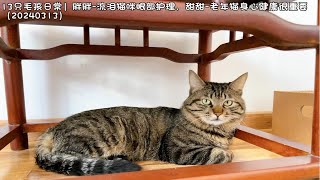 13只毛孩日常流泪猫咪日常护理分享20240313