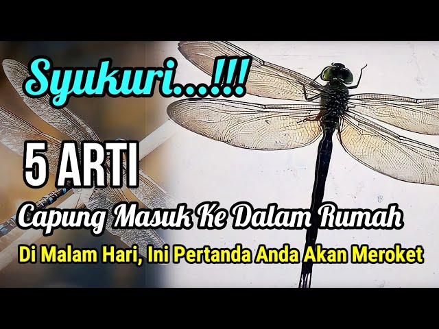 SYUKURI...!!! 5 ARTI CAPUNG MASUK KE DALAM RUMAH DI MALAM HARI MENURUT ISLAM, INI PERTANDA YANG BAIK class=