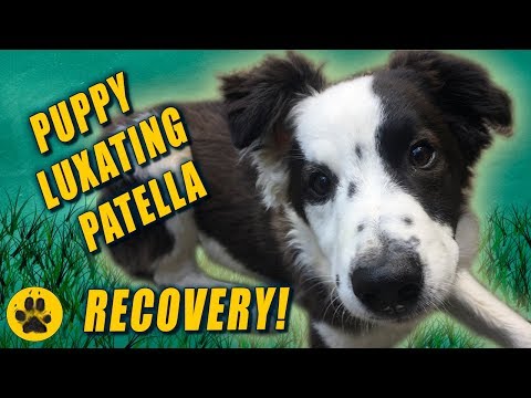 Puppy Luxating Patella - First 2 Weeks Surgery Recovery