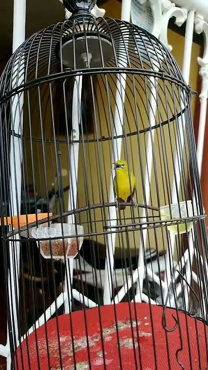 pleci rol tembak #kicauburung #pleci #burungkacamata #plemanrumahan #plecigacor #plecimania