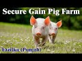 Visit to Secure Gain Pig Farm l Fazilka - Punjab l Swastik Pig Farm