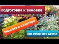 Как сохранить цветы/Эти цветы я забираю  на зимовку в квартиру/Красивые цветы/