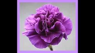 บรรเลงเพลงไทยเดิม ๒๐ เพลง { 2 HOUR }