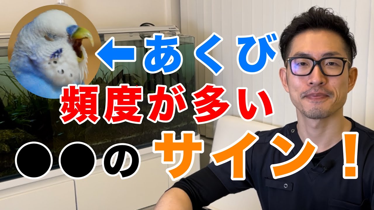 【質問コーナー】セキセイインコさんが頻繁にあくびをする...病気？卵詰まりの手術で殻が少し残った...問題ない？コザクラインコさんが診察後から飛べなく...このまま飛べない？などにお答えしました！