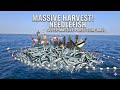 Incredible Needlefish Harvest! Massive Catch with Traditional Fishing Net, You Have to See This