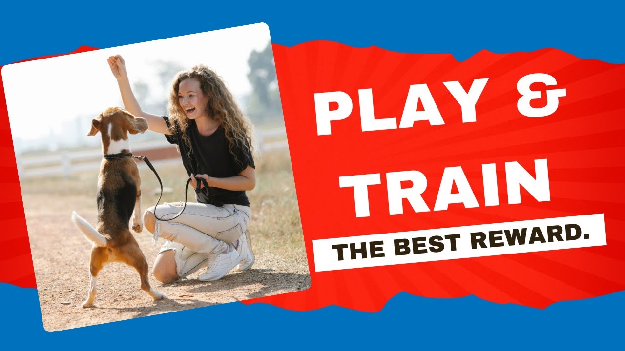 Benefits of play for dogs | Train your dog using play & praise method. how to train a puppy belgian malinois