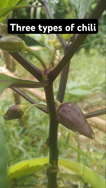 Three types of chili