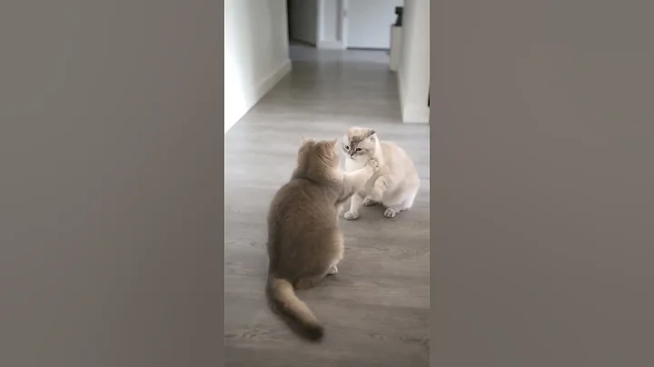 Video 11533671: best cat animal cute, cat best funny animal