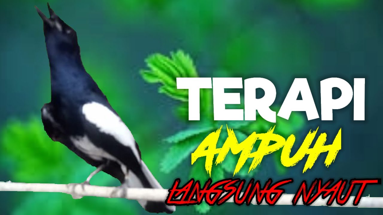terapi kacer ngeplong sore hari ini ampuh memancing kacer apasaja supaya nyaut gacor!