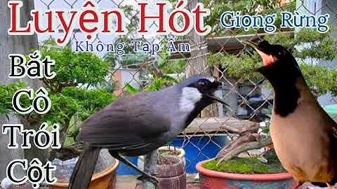 Luyện Khướu Hót  Giọng Rừng BẮT CÔ TRÓI CỘT Siêu Tốc, kèm Tiếng Mái Ro Ro Kích Bổi Cực Nhanh