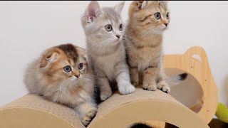 This cute kitten gets excited when a cardboard package arrives by Lulu the Cat 13,589 views 2 weeks ago 8 minutes, 7 seconds