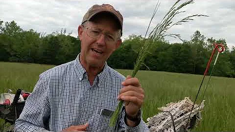 Greg Judy identifys grass species in paddock.