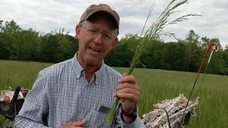 Greg Judy identifys grass species in paddock.