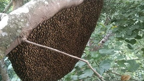 Mật ong khoái rừng 100% chất lượng cao tự nhiên làm thuốc ngân rượu lh: 0389056110