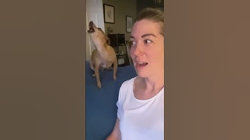 Singing Dog UN BREAKS owners heart 😂😂😂💔❤️🐾
