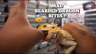 Do Bearded Dragon