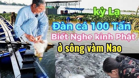 Chuyện Lạ Đàn cá Thiên Nhiên Hàng 100 Tấn Bơi Vào Nhà Ông Lão Nghe Kinh Phật ở Sông Vàm Nao.