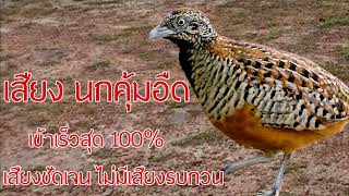 #เสียงนกคุ้มอืด ปี2023 นกเข้าดีเข้าเร็ว100% #turnix tanki