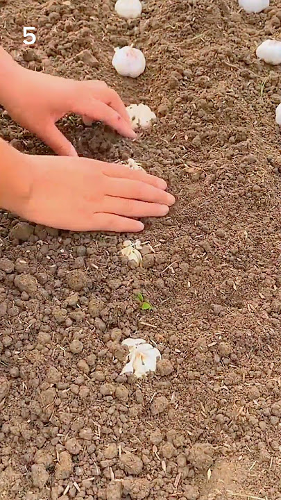 Cara mudah menanam bawang putih! #shorts #farm #agrikultur #viral