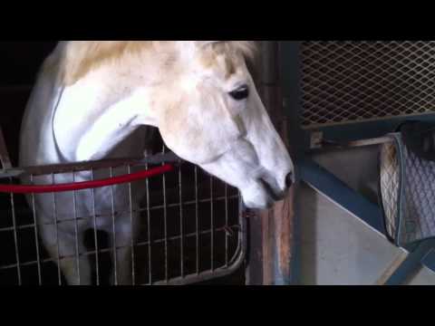 horse-eating-carrots-funny-horse-video-(short-clip)