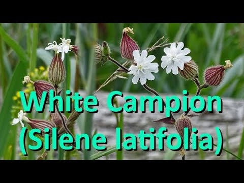 Video: Perlambatan Ekspansi Kromosom Y Pada Silene Latifolia Dioecious Karena Hilangnya DNA Dan Pembungkaman Retrotransposon Khusus Pria