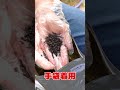 【野良猫対策】臭いで猫を傷つけずに追い払う！強力ネコよけ粒剤 撒いておくだけ猫対策 猫の糞尿被害に！ #shorts #猫除け #ネコ対策