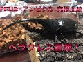 優良血統ヘラヘラ着弾動画！【カブトムシ&クワガタ】