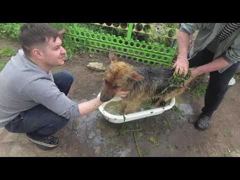 Видео: Домашнее полоскание полости рта для собак