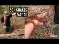 Louisiana Kings and Corns!! Over 50 Snakes in One Day Part 2