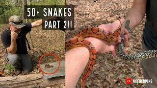 Louisiana Kings and Corns!! Over 50 Snakes in One Day Part 2