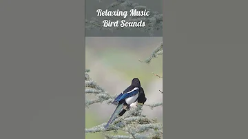 Relaxing Music Bird Sounds #relaxmusic #relaxing #sleep