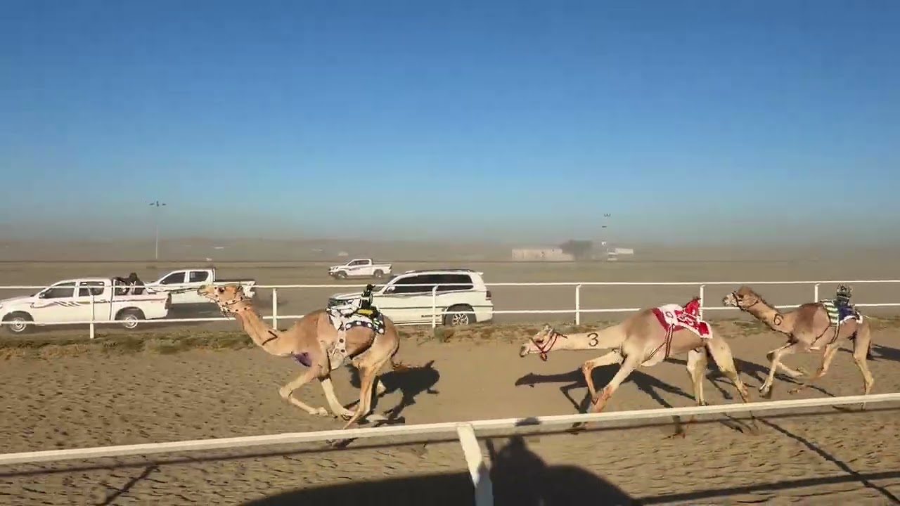 الشوط الرابع قعدان حقايق 3 كلم | سياف / عويض مسلم الحويطي