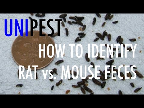 Video: Kai kurios taisyklės, kaip atsikratyti graužikų. Kuo pelių išmatos skiriasi nuo žiurkių išmatų?