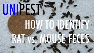 How to Identify Rat vs. Mouse Feces (Unipest DIY Pest Control in Santa Clarita Series) by Unipest Pest and Termite Control Inc. 246,958 views 5 years ago 2 minutes, 30 seconds