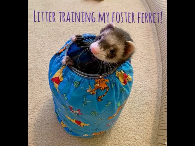 How to Litter Train Your Ferret: 13 Training Tips