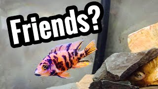 Tank Mates for OB Peacock Cichlid