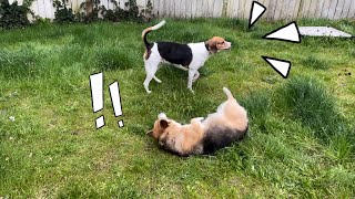 Cute Beagle and Corgi playing in the backyard