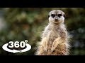 SURYKATKA (MEERKAT) - ZOO CHORZÓW 360° (VR)