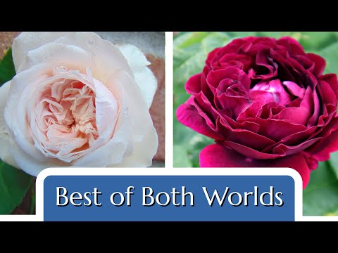 Video: Zjistěte více o Heirloom Old Garden Roses
