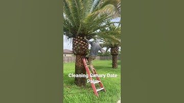 Cleaning Canary Date palm (Pineapple cut)